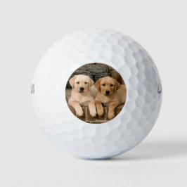 Mooie lab puppy's golfballen