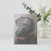 Mooie labrador Retriever tekening Briefkaart (Staand voorkant)