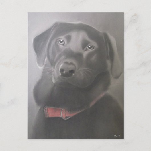 Mooie labrador Retriever tekening Briefkaart (Voorkant)