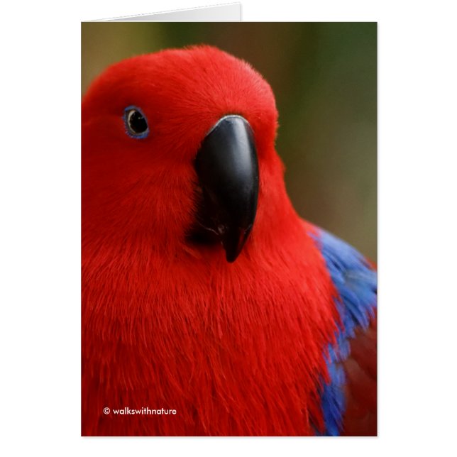 Mooie 'Lady in Red' Eclectus Parrot (Voorkant)