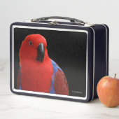Mooie 'Lady in Red' Eclectus Parrot (In situ)