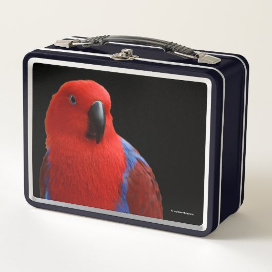 Mooie 'Lady in Red' Eclectus Parrot (Voorkant)