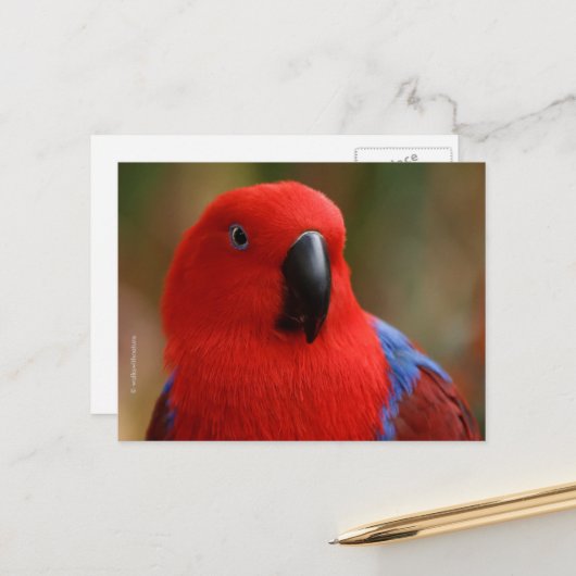 Mooie 'Lady in Red' Eclectus Parrot Briefkaart (Voorkant / Achterkant in situ)