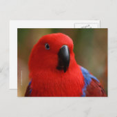 Mooie 'Lady in Red' Eclectus Parrot Briefkaart (Voorkant / Achterkant)