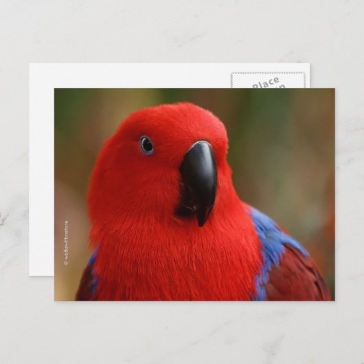 Mooie 'Lady in Red' Eclectus Parrot Briefkaart (Voorkant / Achterkant)