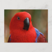 Mooie 'Lady in Red' Eclectus Parrot Briefkaart (Voorkant)