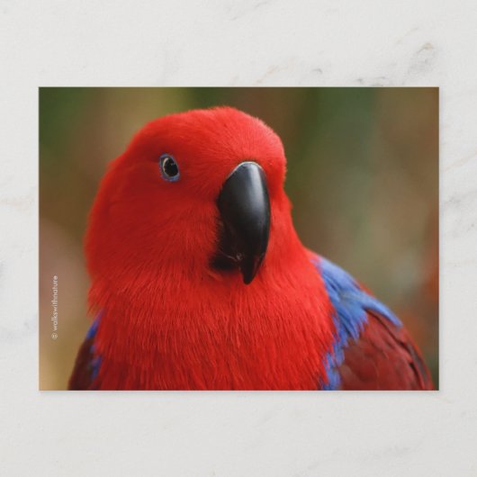 Mooie 'Lady in Red' Eclectus Parrot Briefkaart (Voorkant)