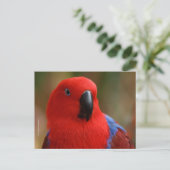 Mooie 'Lady in Red' Eclectus Parrot Briefkaart (Staand voorkant)