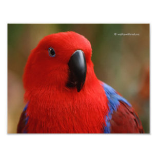 Mooie 'Lady in Red' Eclectus Parrot Foto Afdruk