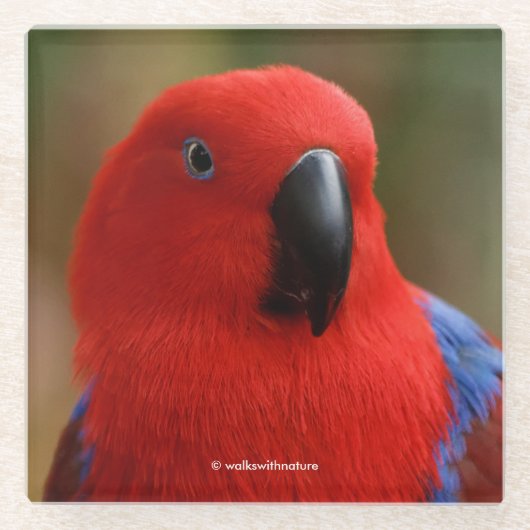 Mooie 'Lady in Red' Eclectus Parrot Glazen Onderzetter (Voorkant)
