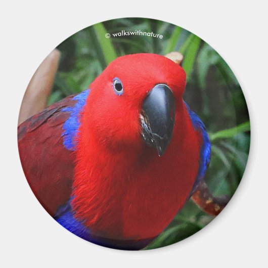 Mooie 'Lady in Red' Eclectus Parrot Magneet (Voorkant)