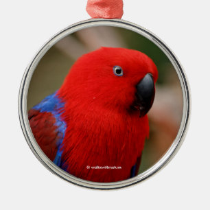 Mooie 'Lady in Red' Eclectus Parrot Metalen Ornament