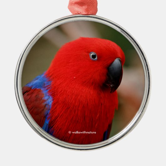 Mooie 'Lady in Red' Eclectus Parrot Metalen Ornament (Voorkant)