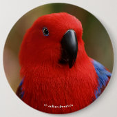 Mooie 'Lady in Red' Eclectus Parrot Ronde Button 6,0 Cm (Voorkant)