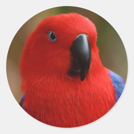 Mooie 'Lady in Red' Eclectus Parrot Ronde Sticker (Voorkant)