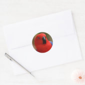 Mooie 'Lady in Red' Eclectus Parrot Ronde Sticker (Envelop)