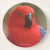 Mooie 'Lady in Red' Eclectus Parrot Zandsteen Onderzetter (Voorkant)