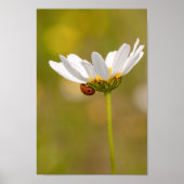 Mooie Ladybug op Daisy Poster (Voorkant)