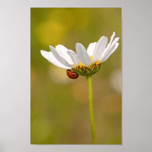 Mooie Ladybug op Daisy Poster (Voorkant)