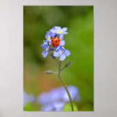 Mooie Ladybug op 'vergeet-me' en niet 8x12-inch af Poster (Voorkant)