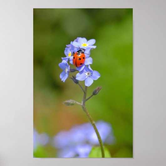 Mooie Ladybug op 'vergeet-me' en niet 8x12-inch af Poster (Voorkant)