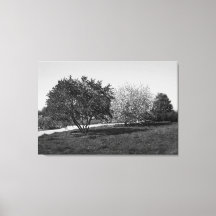 Mooie Landschap met Bomen in Zwart en Wit