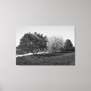 Mooie Landschap met Bomen in Zwart en Wit Canvas Afdruk