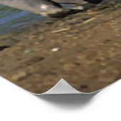 Mooie lange Drink Hippopotamus-portret Poster (Hoek)