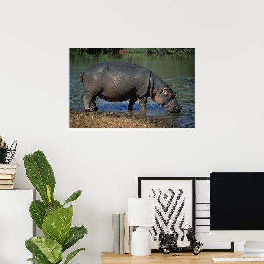 Mooie lange Drink Hippopotamus-portret Poster (Thuiskantoor)