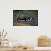 Mooie lange Drink Hippopotamus-portret Poster (Keuken)