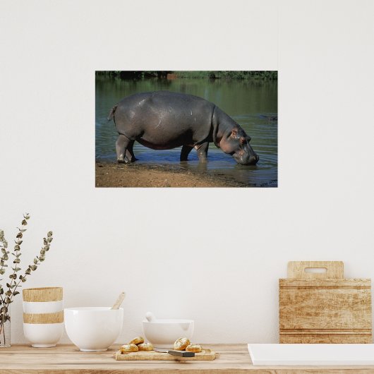 Mooie lange Drink Hippopotamus-portret Poster (Keuken)