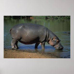 Mooie lange Drink Hippopotamus-portret Poster