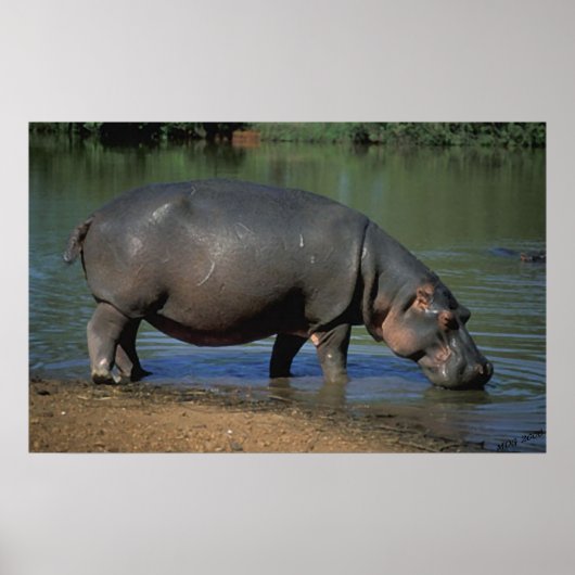 Mooie lange Drink Hippopotamus-portret Poster (Voorkant)