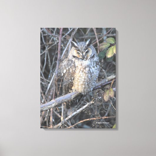 Mooie Langooruil bij zonsondergang Canvas Afdruk (Voorkant)