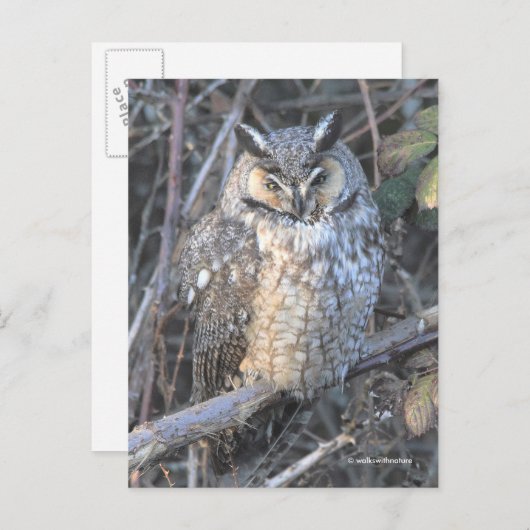 Mooie, langouderooide vogel van prooi op zonsonder briefkaart (Voorkant / Achterkant)