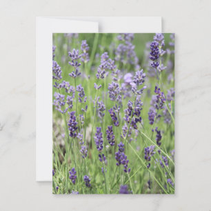 Mooie Lavendel Ansichtkaart Briefkaart
