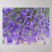 Mooie Lavendel Bloesems Bloem Fotografisch Poster (Voorkant)