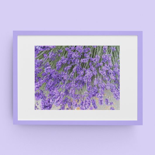 Mooie Lavendel Bloesems Bloem Fotografisch Poster