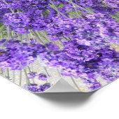 Mooie lavendel Blooms Floral Foto Poster (Hoek)