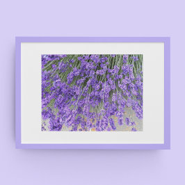 Mooie lavendel Blooms Floral Foto Poster