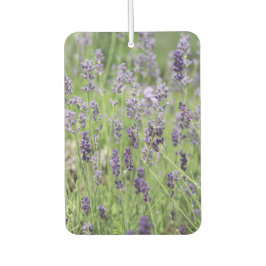 Mooie lavendel luchtverfrisser
