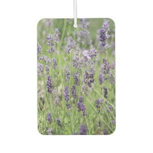 Mooie lavendel luchtverfrisser