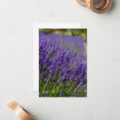 Mooie Lavendel Rij Notitiekaartje (Voorkant / Achterkant in situ)