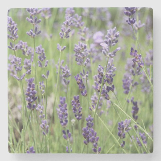 Mooie lavendel stenen onderzetter (Voorkant)