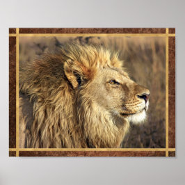 Mooie Leeuw Foto Poster