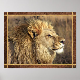 Mooie Leeuw Foto Poster
