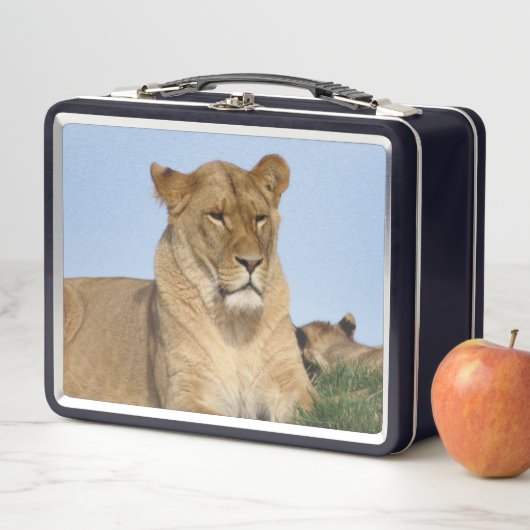 Mooie leeuw in de natuur (In situ)