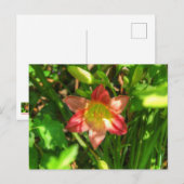 Mooie lelie briefkaart (Voorkant / Achterkant)