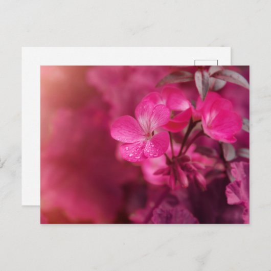 Mooie lentbloemen briefkaart (Voorkant / Achterkant)