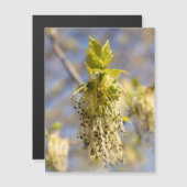 Mooie lente bladeren foto (Voorkant / Achterkant)